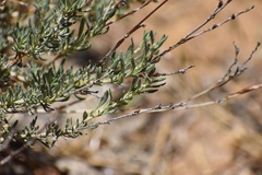 Eriogonum wrightii membranaceum