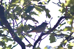 Leiothlypis crissalis