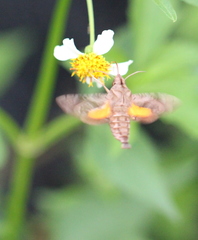 Macroglossum troglodytus