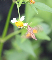 Macroglossum troglodytus