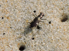 Hypaetha biramosa