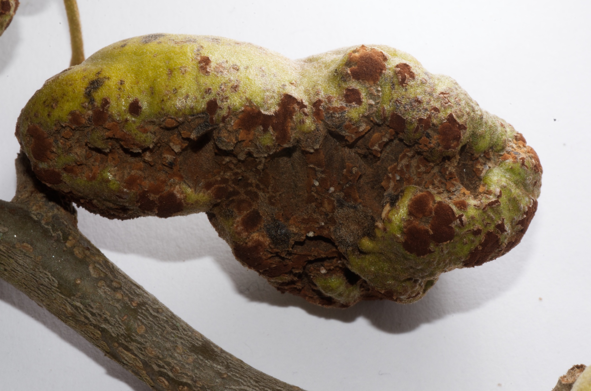 Uromyces edwardsiae image