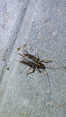 Ceuthophilus maculatus