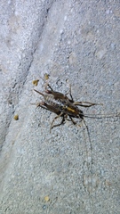 Ceuthophilus maculatus