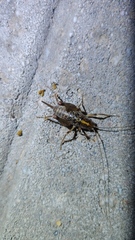 Ceuthophilus maculatus