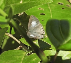 Hypolycaena phorbas