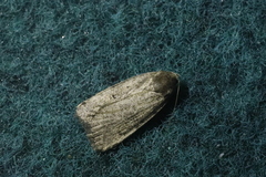 Amphipyra tragopoginis