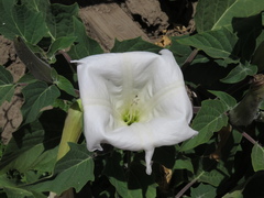 Datura wrightii