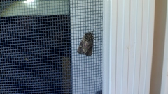 Lacinipolia renigera