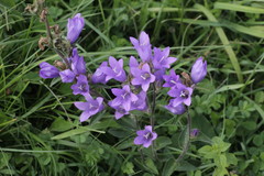 Campanula glomerata glomerata
