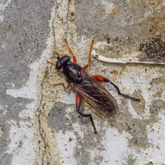 Chalcosyrphus valgus