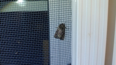 Lacinipolia renigera