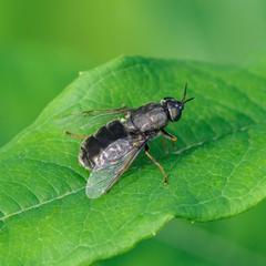 Odontomyia tigrina
