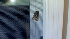 Lacinipolia renigera