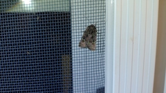 Lacinipolia renigera