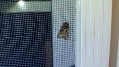 Lacinipolia renigera