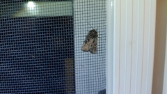 Lacinipolia renigera