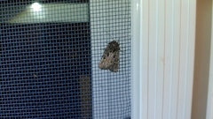 Lacinipolia renigera