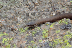 Drysdalia coronoides