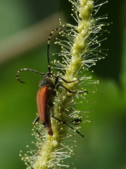 Brachyleptura brevis