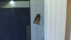 Lacinipolia renigera