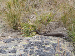 Drysdalia coronoides