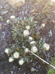 Antennaria monocephala