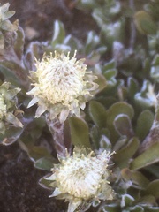 Antennaria monocephala