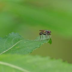 Cordilura