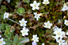 Romanzoffia thompsonii