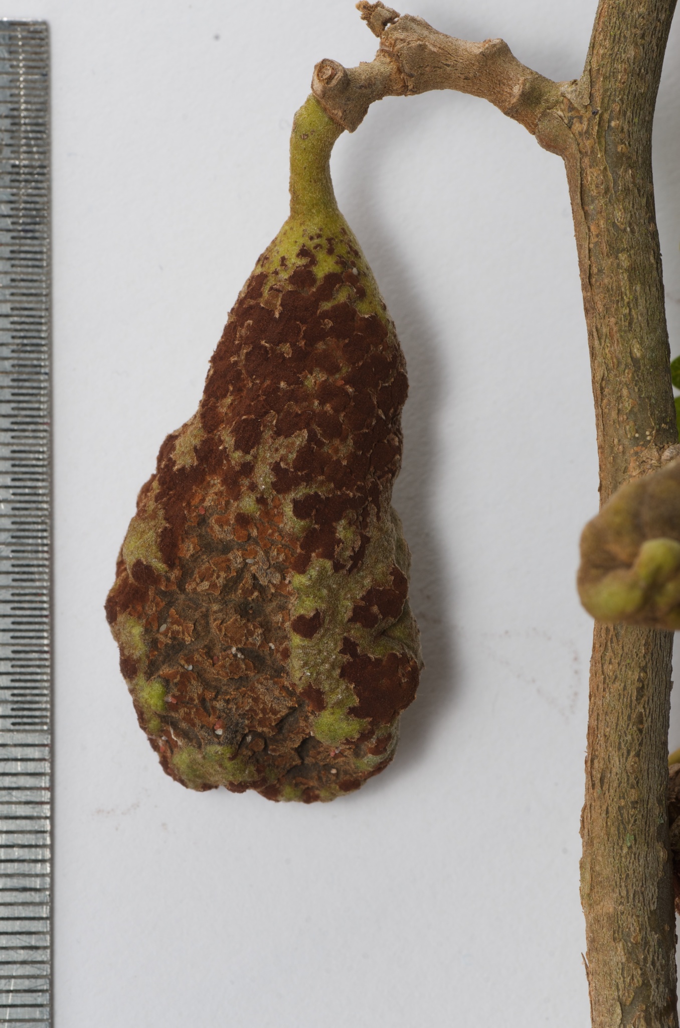 Uromyces edwardsiae image