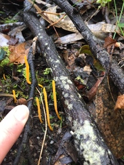 Clavulinopsis amoena