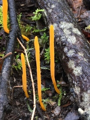 Clavulinopsis amoena