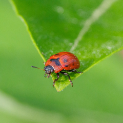 Gonioctena viminalis