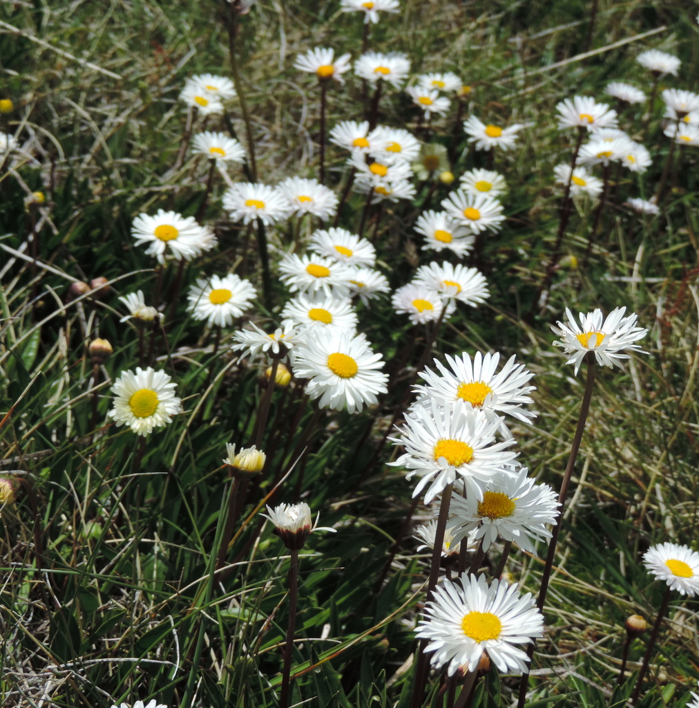 Brachyscome obovata