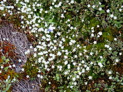 Romanzoffia thompsonii