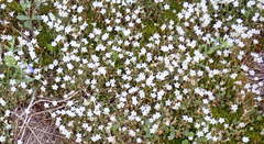 Romanzoffia thompsonii