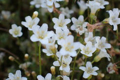 Romanzoffia thompsonii