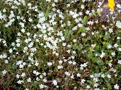 Romanzoffia thompsonii