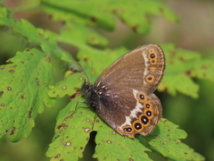 Coenonympha hero