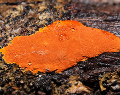 Hypoxylon crocopeplum