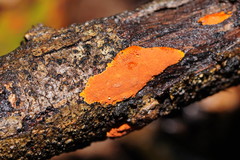 Hypoxylon crocopeplum