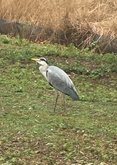 Ardea cinerea
