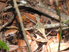 Anolis heteropholidotus