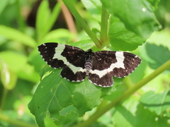 Rheumaptera hecate