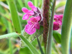 Stachys mexicana
