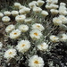 Leucochrysum alpinum - Photo 由 smilelynaomi 所上傳的 (c) smilelynaomi，保留部份權利CC BY-NC