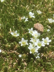Pseudocherleria macrocarpa