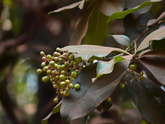 Ixora brachiata