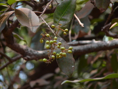 Ixora brachiata